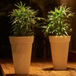 Atul Bloom Planter - Image 6